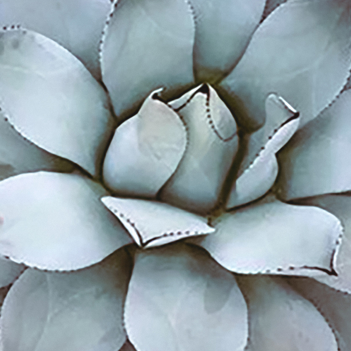 KINDri Los Angeles Gift Card