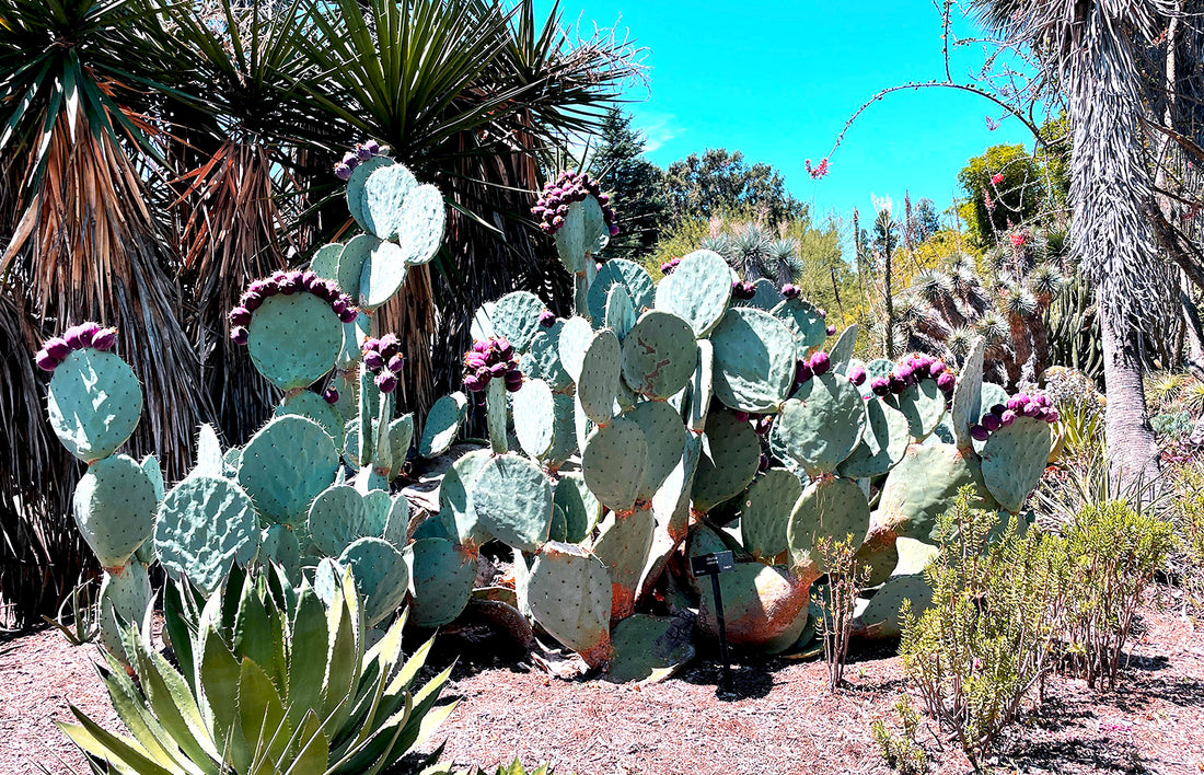 Why is the Prickly Pear Cactus so Amazing?