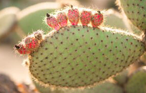 The Benefits of Prickly Pear Cactus Seed Oil