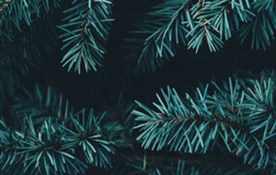Beauty Oils for Christmas