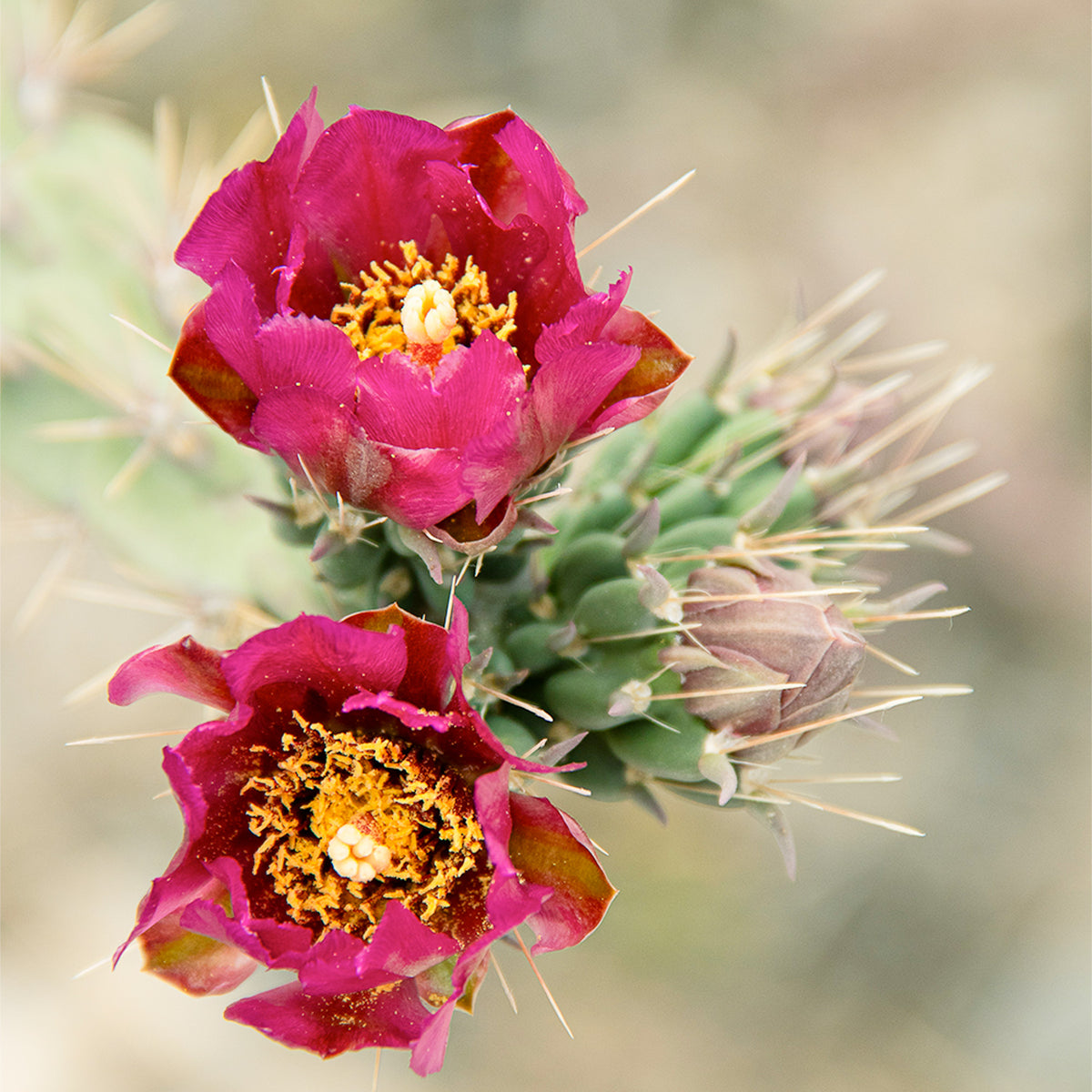 Vibrant pink prickly pear cactus flowers in bloom