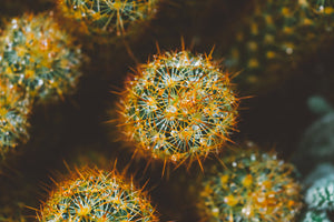 why is prickly pear cactus so amazing